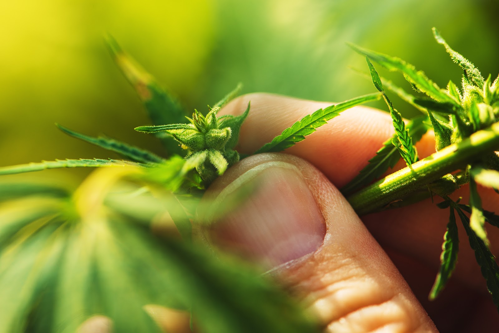 A person holding cannabis on display of the website